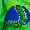 Das Caterpillar Wallpaper 128x128