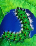 Caterpillar screenshot #1 128x160