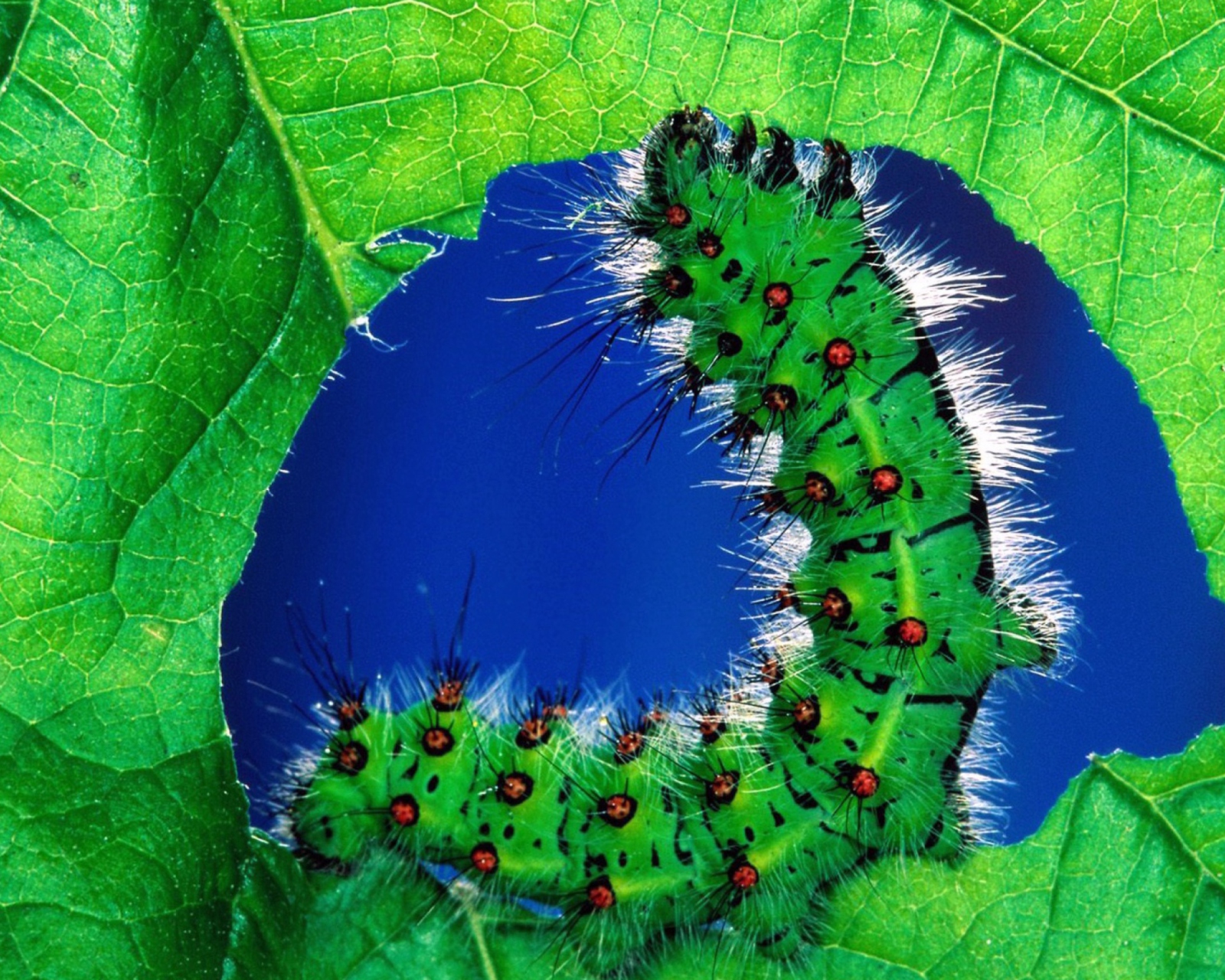 Sfondi Caterpillar 1600x1280