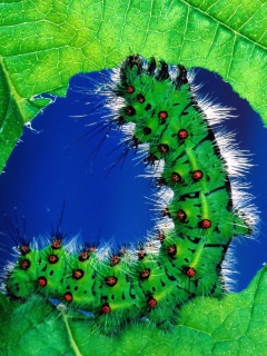 Das Caterpillar Wallpaper 240x320