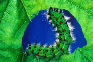 Caterpillar - Obrázkek zdarma pro 1280x800