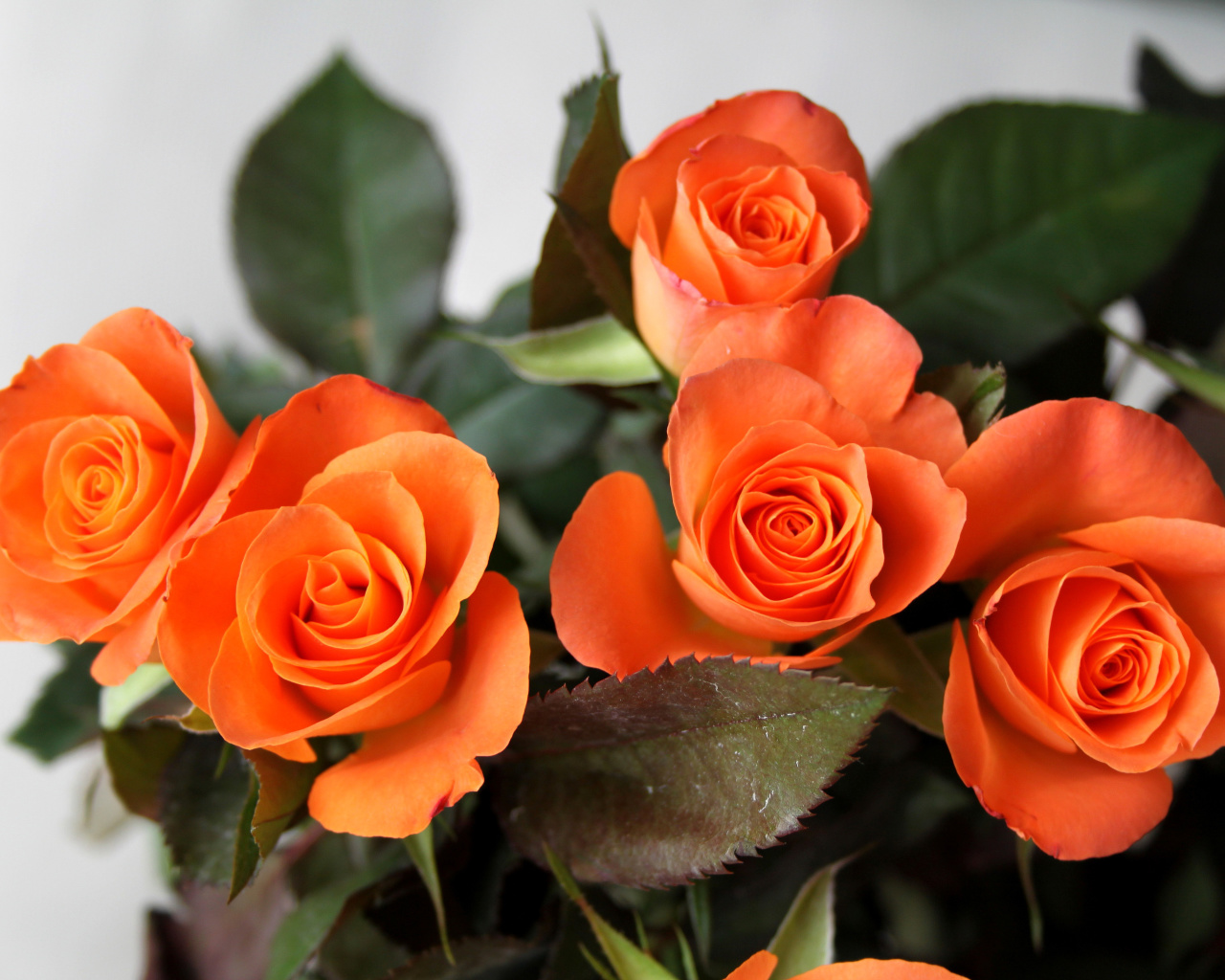 Sfondi Orange roses 1280x1024