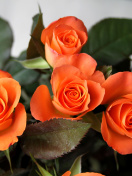 Orange roses screenshot #1 132x176