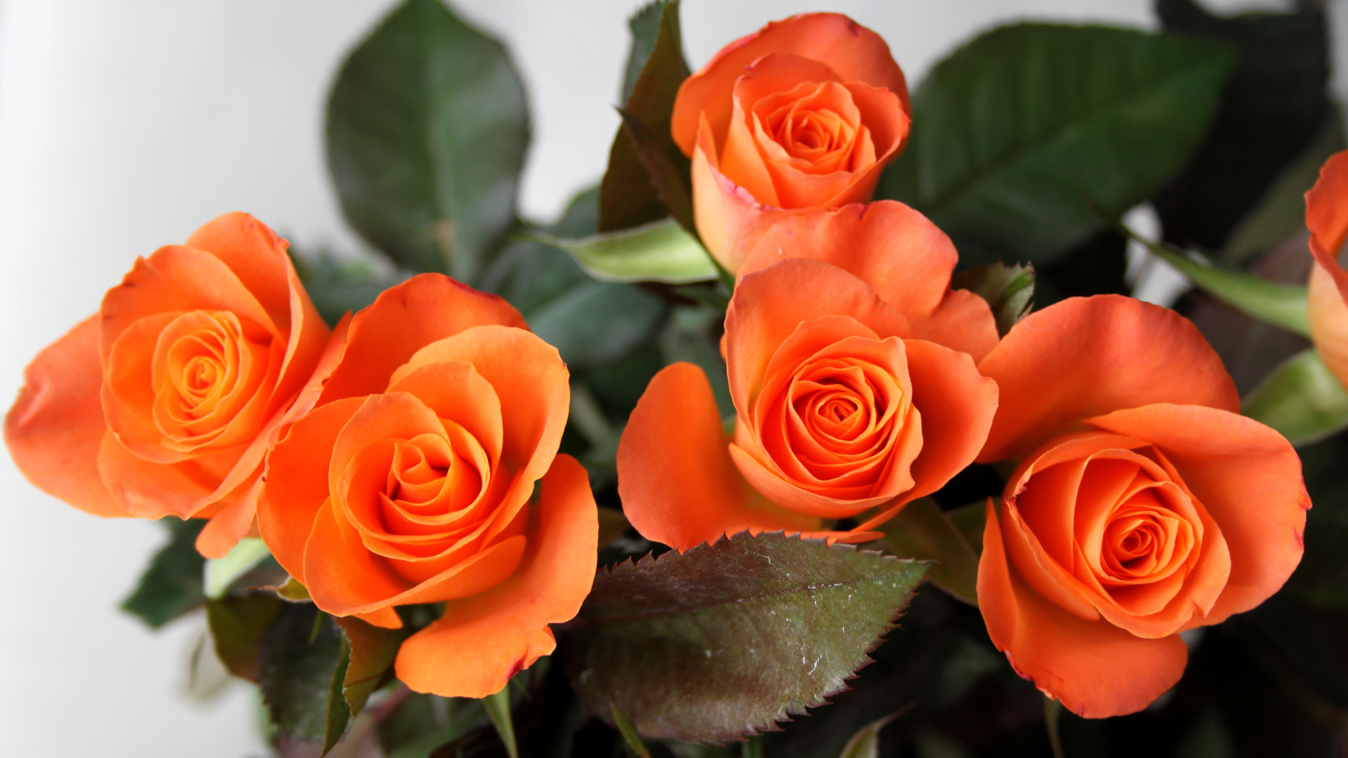 Sfondi Orange roses 1920x1080