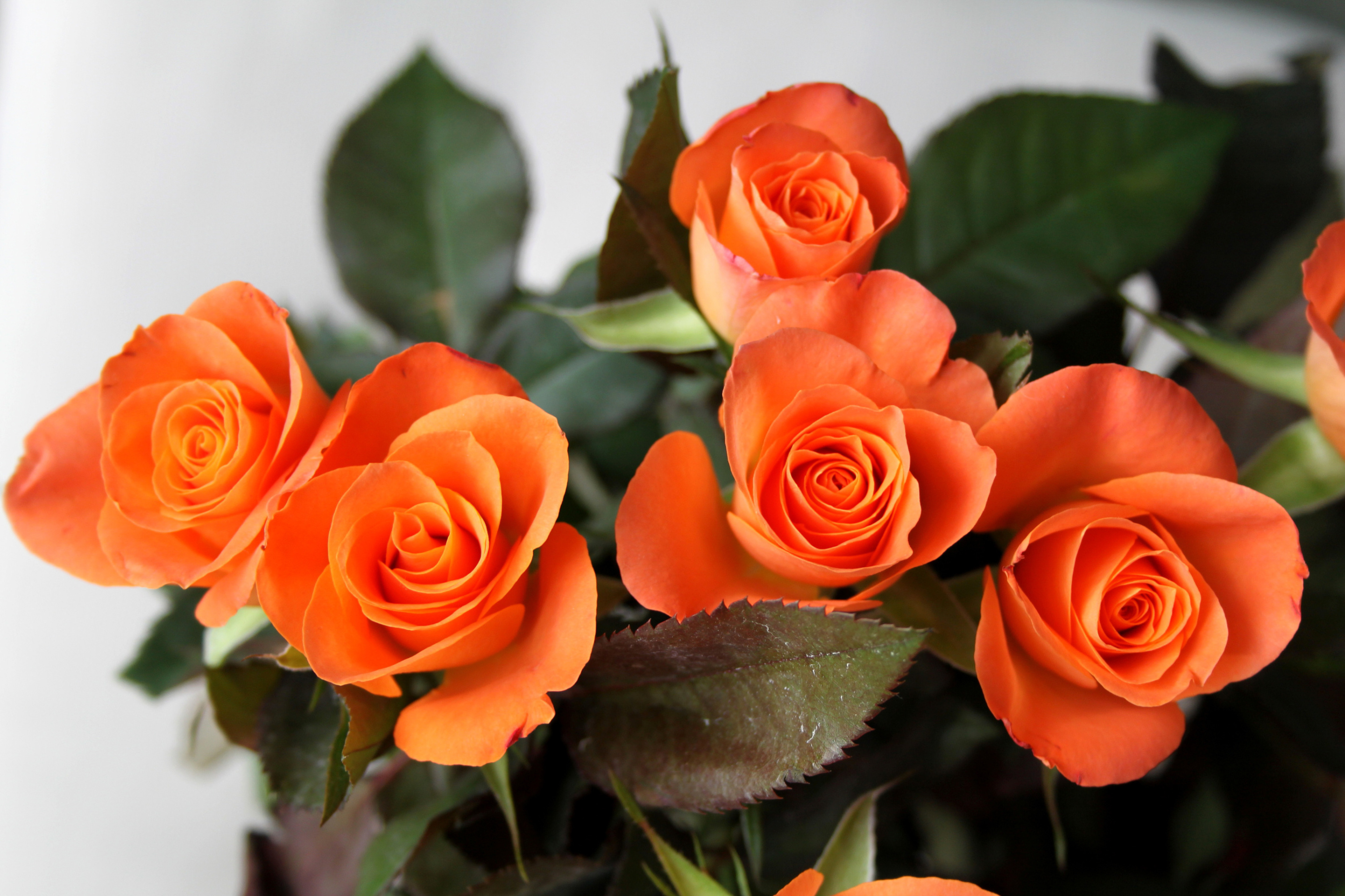 Обои Orange roses 2880x1920