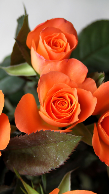 Обои Orange roses 360x640