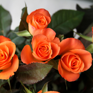 Kostenloses Orange roses Wallpaper für iPad 2