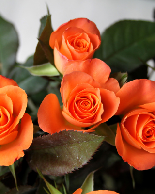Обои Orange roses для телефона и на рабочий стол Nokia Asha 310