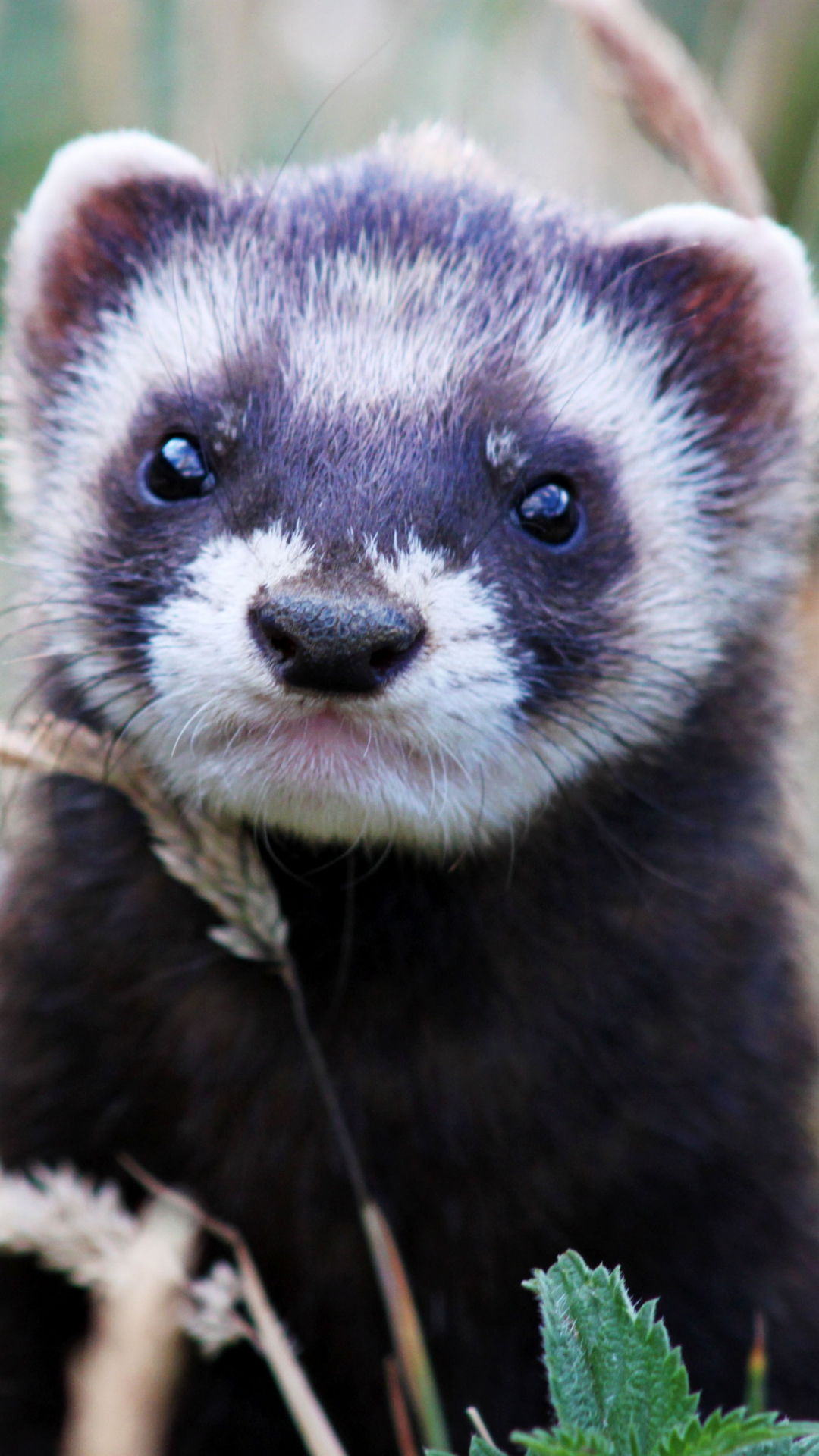 Das Weasel Wallpaper 1080x1920