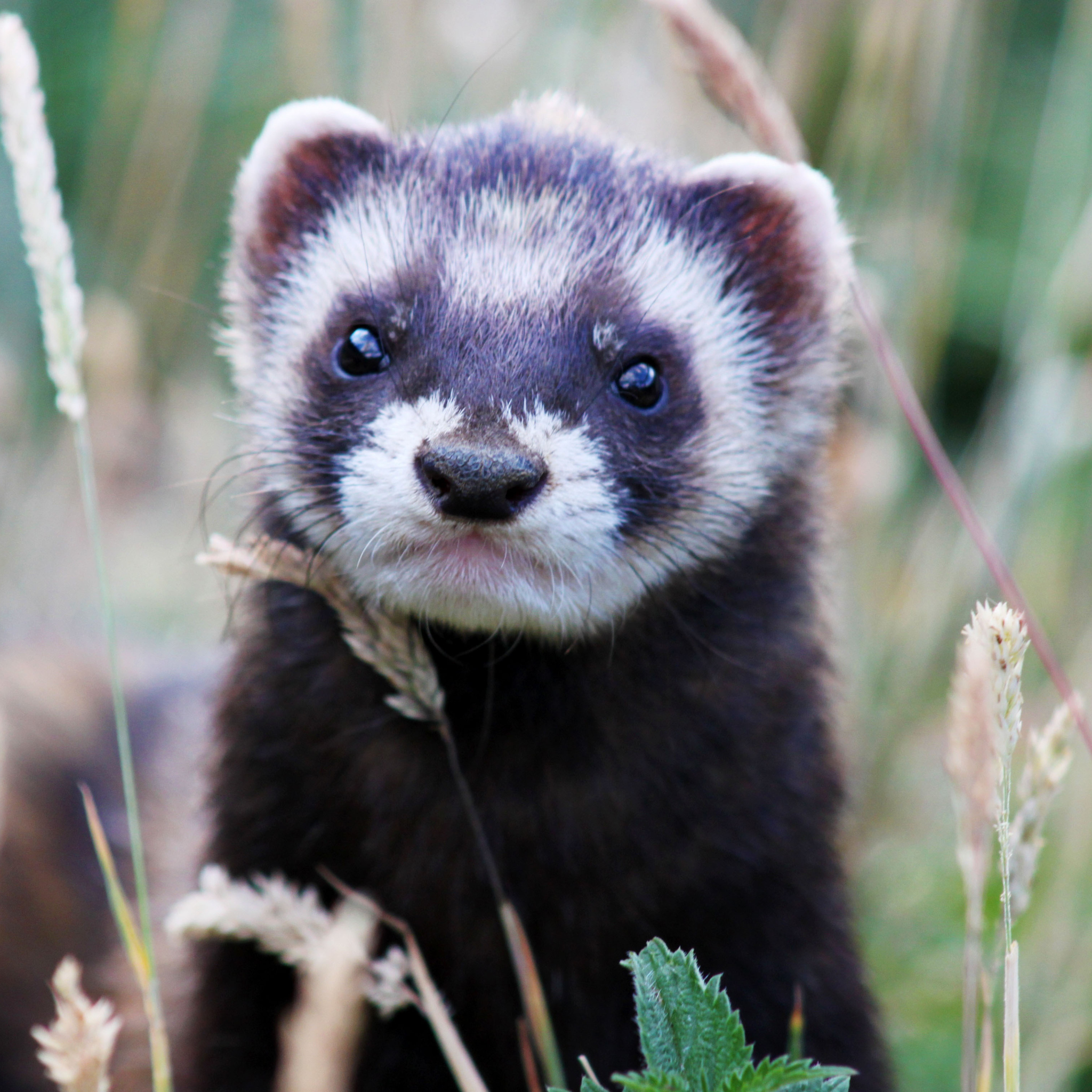 Das Weasel Wallpaper 2048x2048