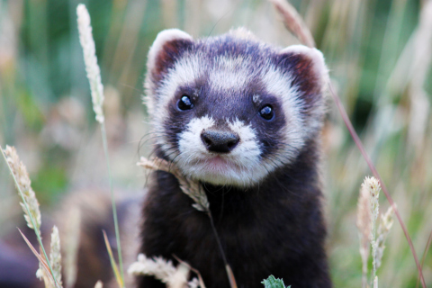 Weasel wallpaper 480x320