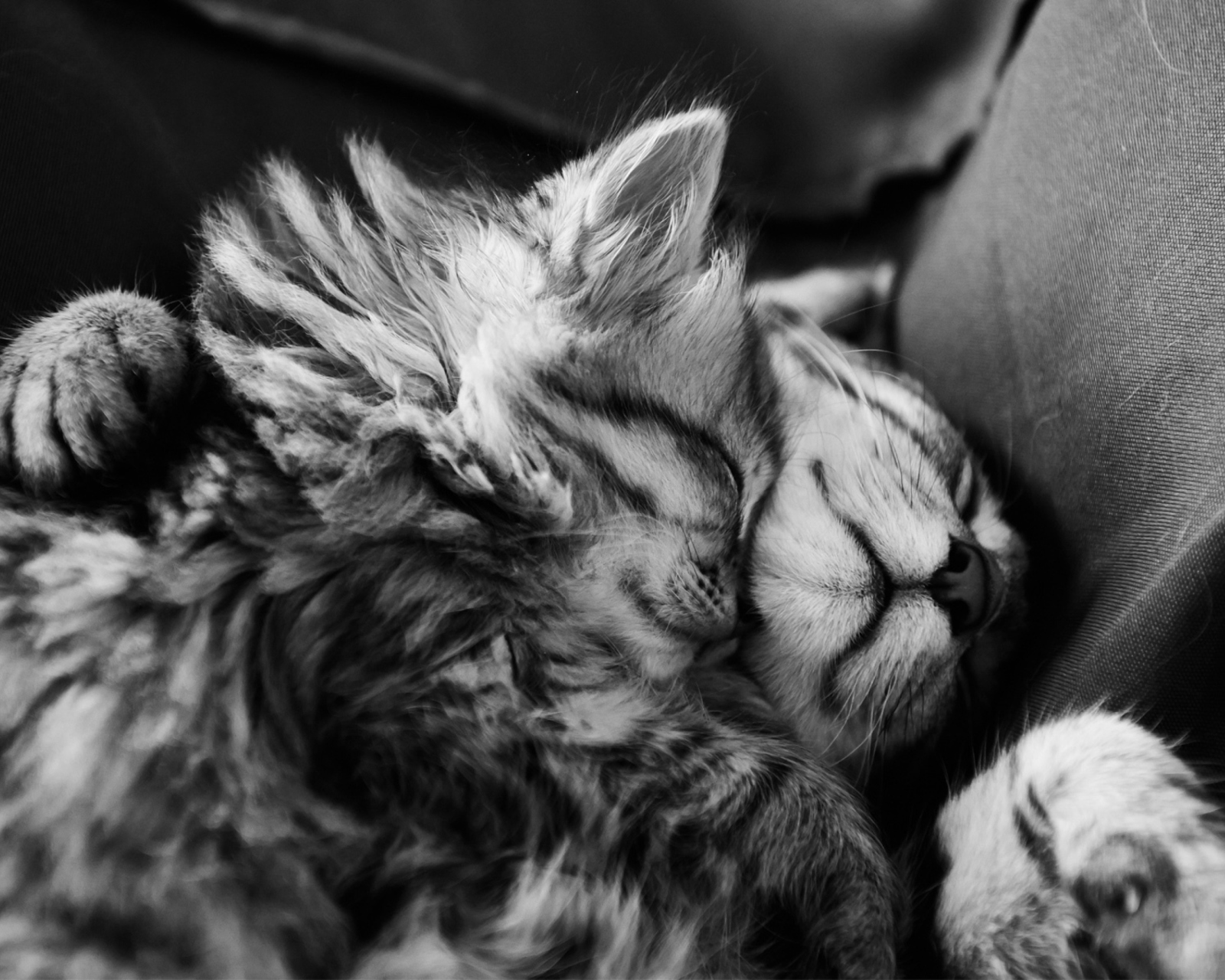 Обои Kittens Sleeping 1600x1280