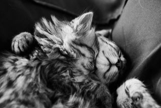 Kittens Sleeping - Obrázkek zdarma pro 220x176