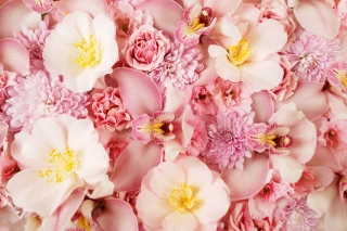 Pink Orchids - Obrázkek zdarma 