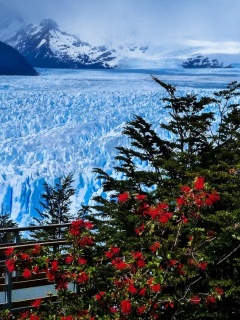 Screenshot №1 pro téma Perito Moreno Glacier 240x320