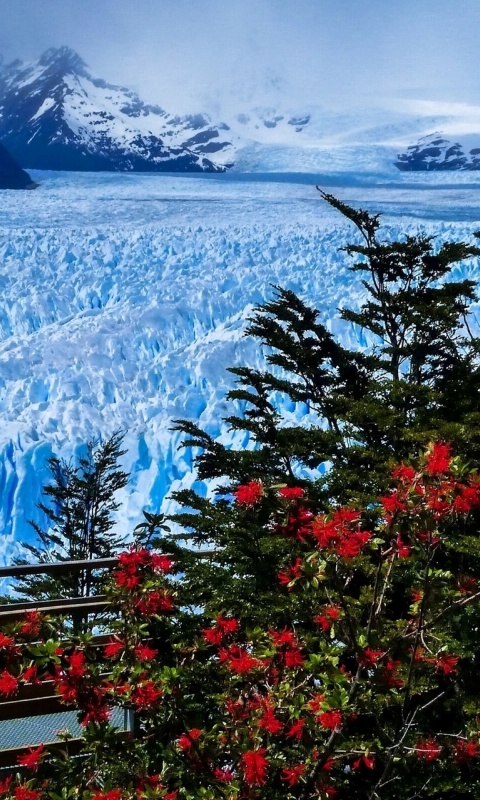 Das Perito Moreno Glacier Wallpaper 480x800