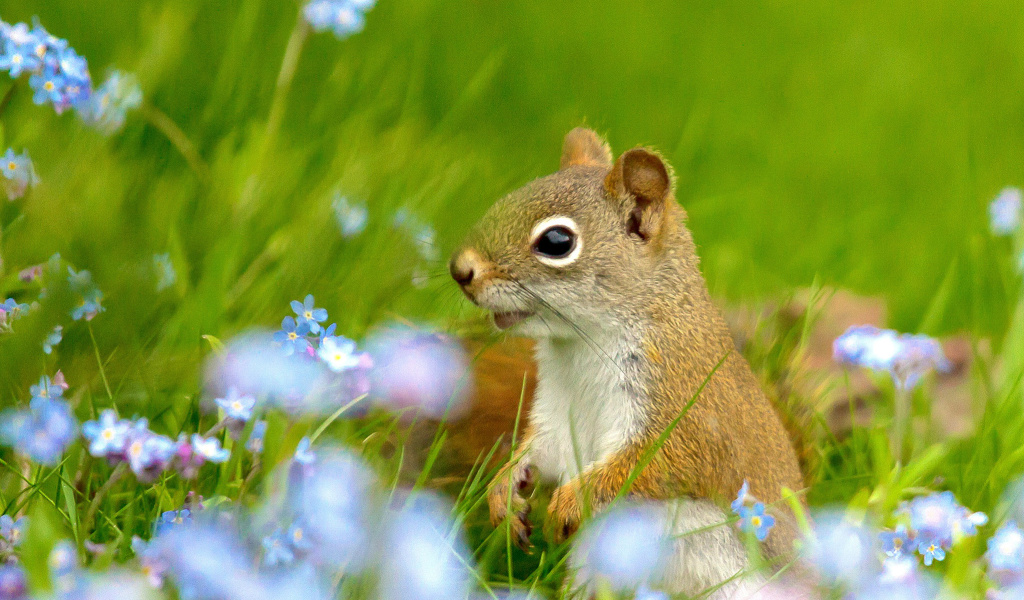 Squirrel in Taiga screenshot #1 1024x600