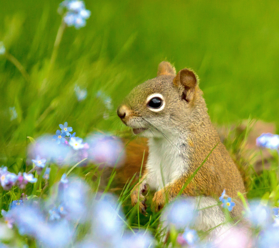 Fondo de pantalla Squirrel in Taiga 1080x960