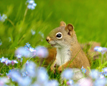 Fondo de pantalla Squirrel in Taiga 220x176