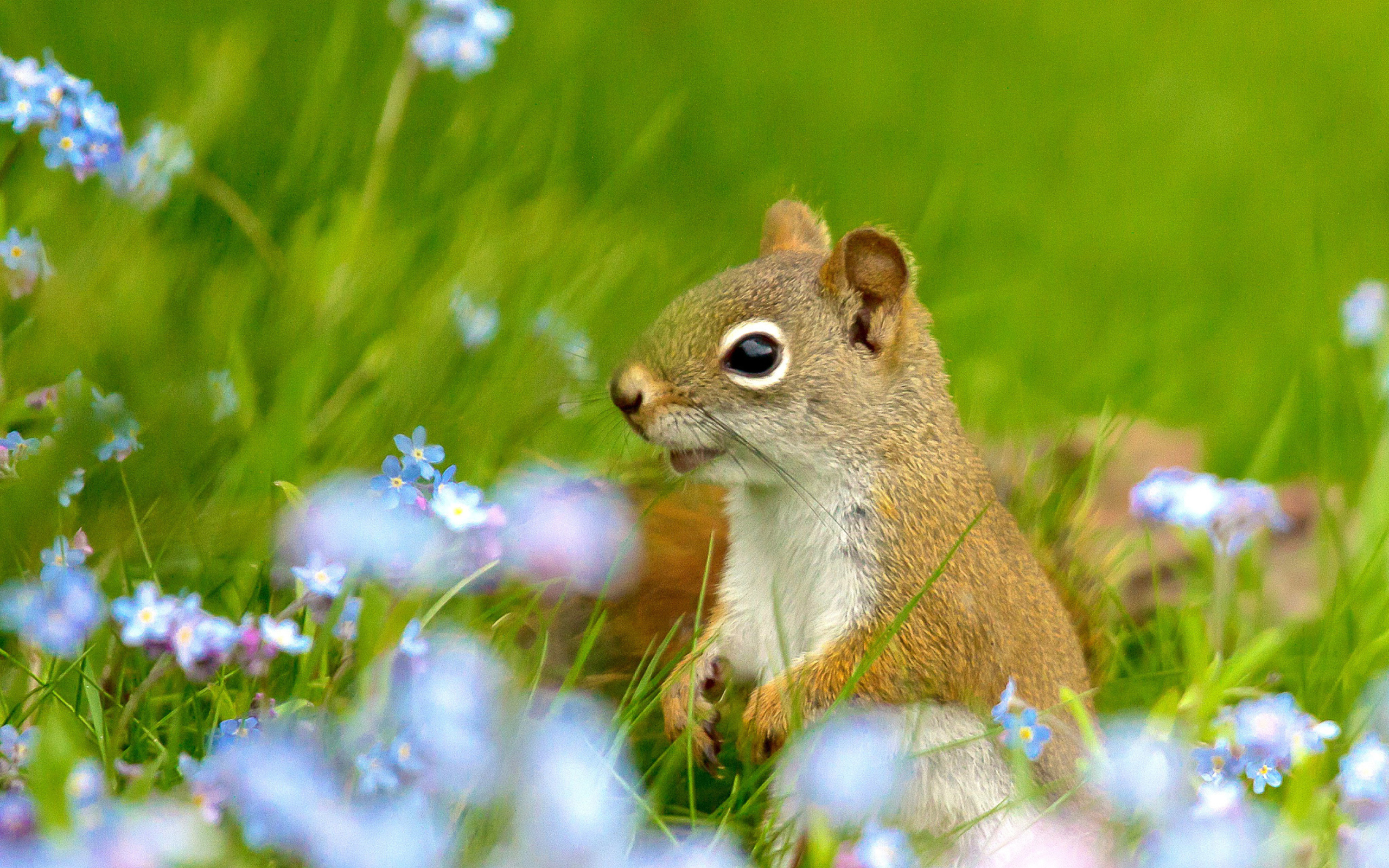 Sfondi Squirrel in Taiga 2560x1600