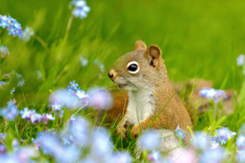 Fondo de pantalla Squirrel in Taiga 480x320