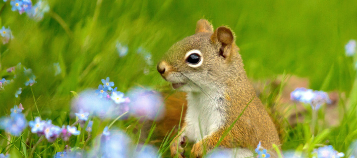 Sfondi Squirrel in Taiga 720x320