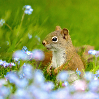 Squirrel in Taiga - Obrázkek zdarma pro iPad Air