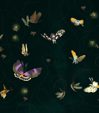 Butterflies - Obrázkek zdarma pro 640x960
