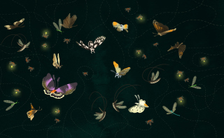 Butterflies - Obrázkek zdarma pro Samsung Galaxy Note 4