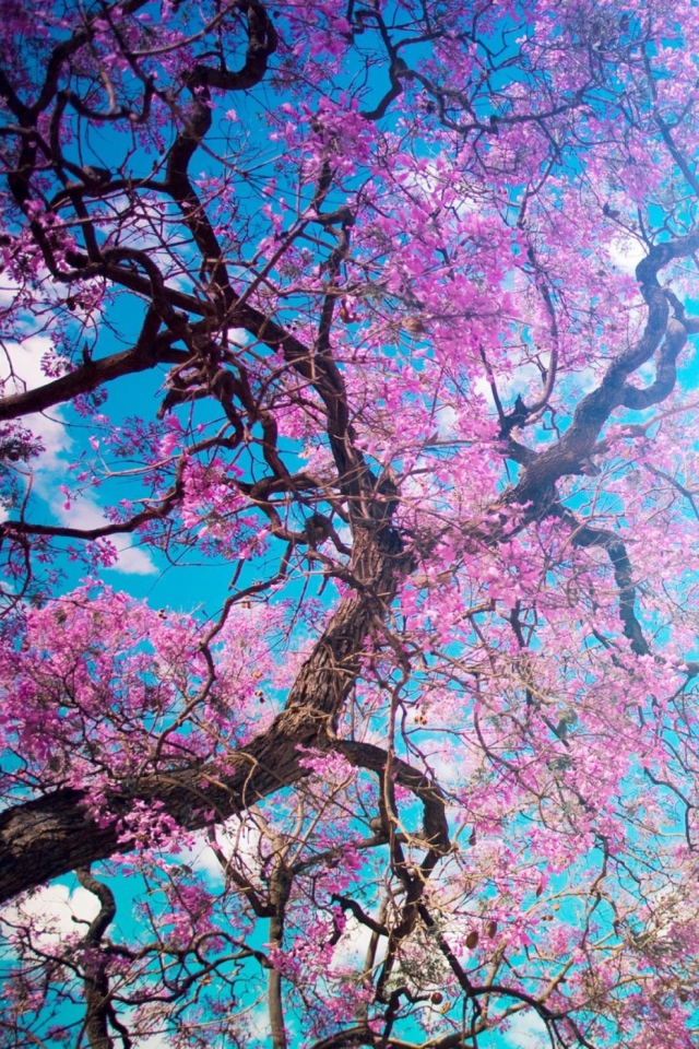 Das Blooming Spring Wallpaper 640x960