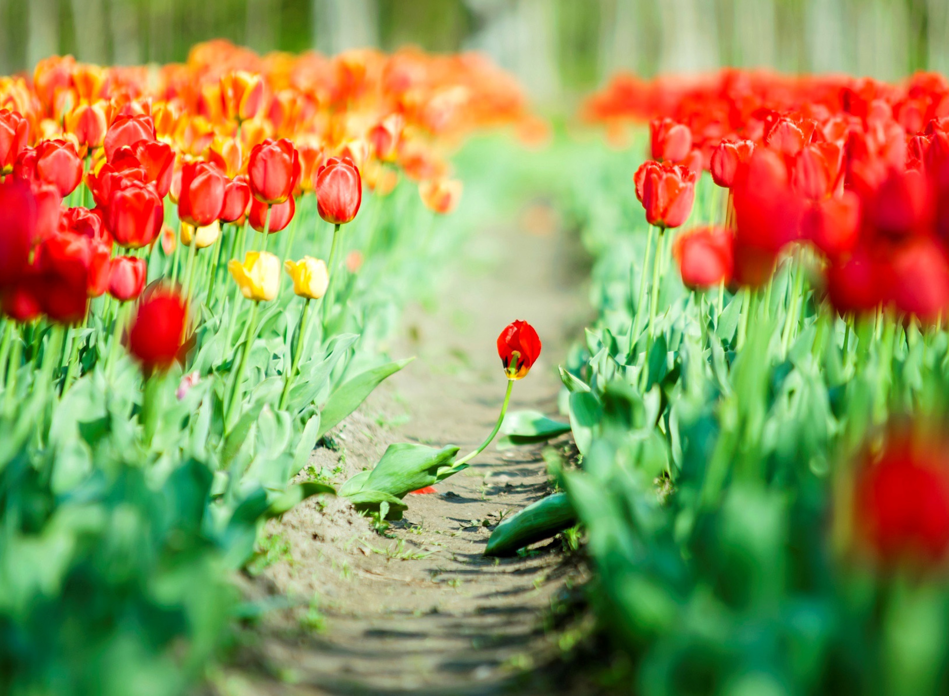 Bulbous Red Tulips wallpaper 1920x1408