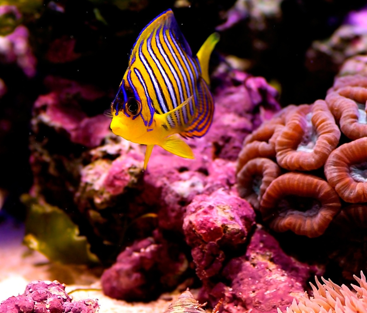 Das Reef Fish Wallpaper 1200x1024