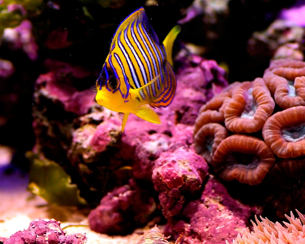 Screenshot №1 pro téma Reef Fish 1280x1024