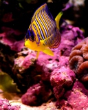 Sfondi Reef Fish 128x160