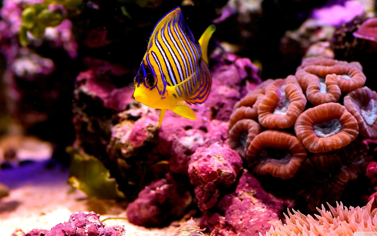 Screenshot №1 pro téma Reef Fish 1440x900