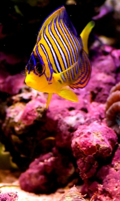 Reef Fish screenshot #1 240x400