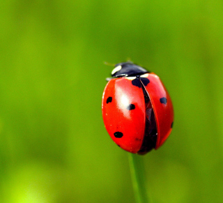 Red Lady Bug Background for iPad 3