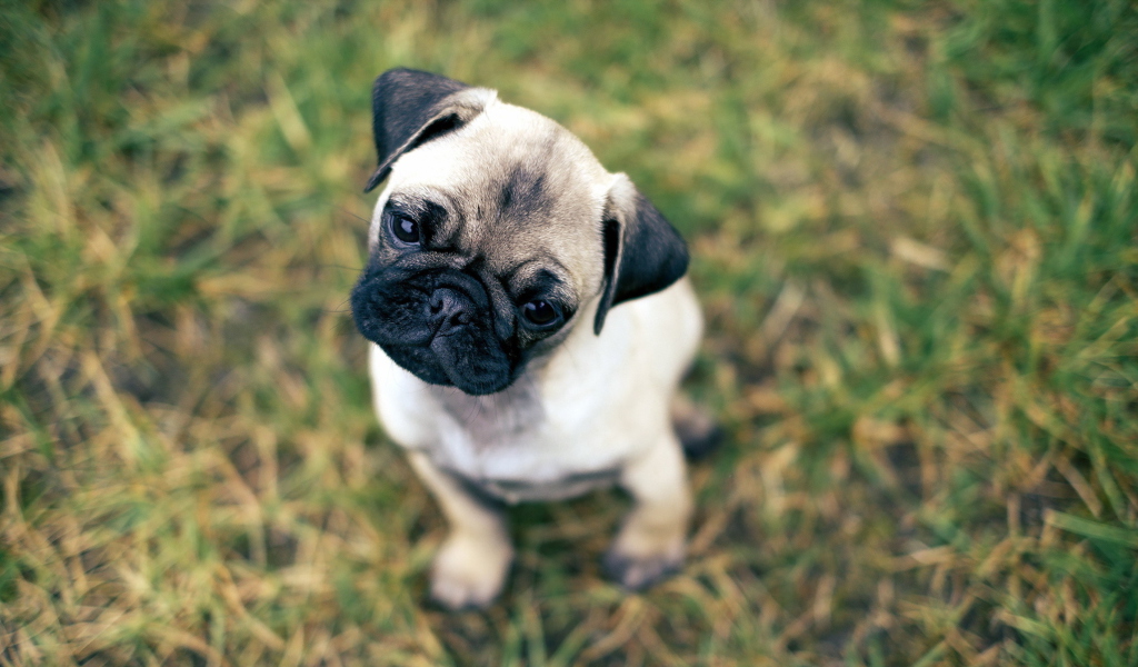 Cute Pug On Grass wallpaper 1024x600