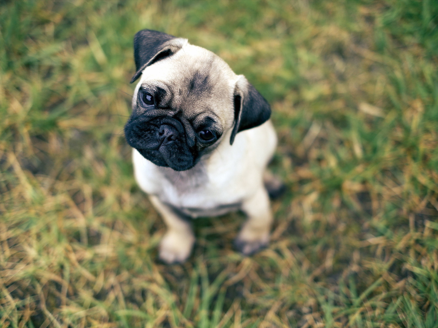 Обои Cute Pug On Grass 1400x1050