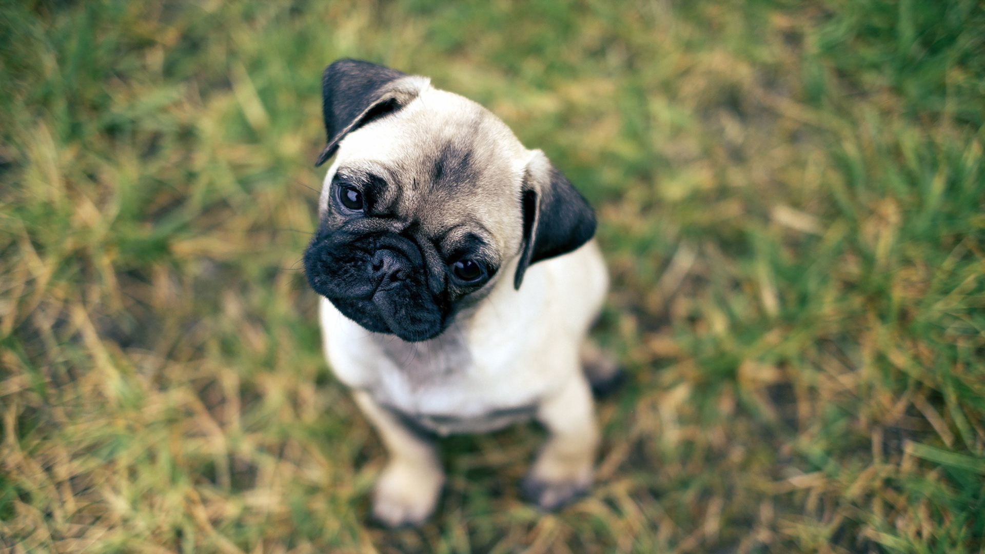 Обои Cute Pug On Grass 1920x1080