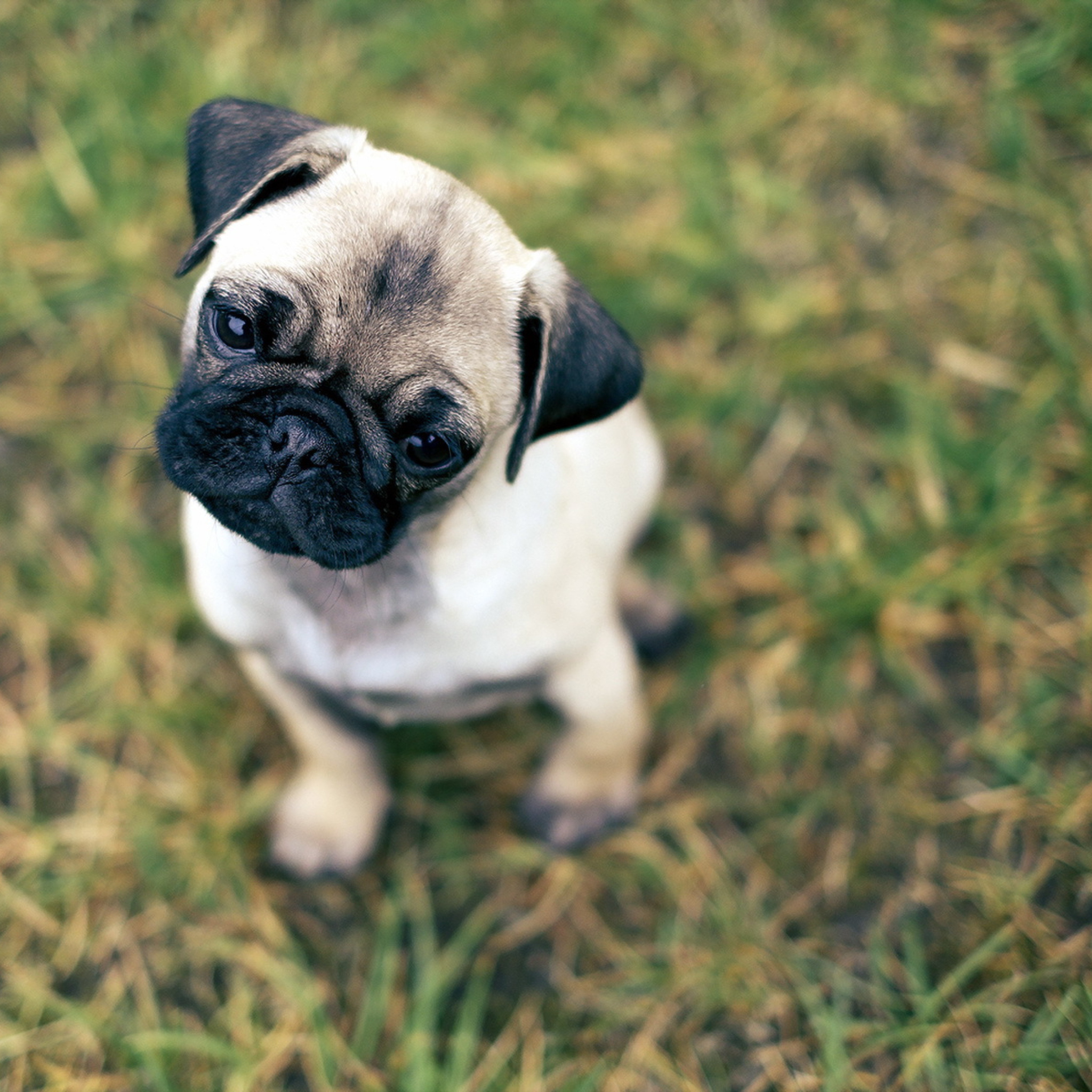 Fondo de pantalla Cute Pug On Grass 2048x2048