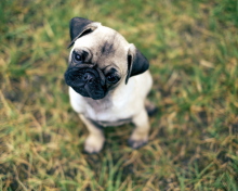 Das Cute Pug On Grass Wallpaper 220x176