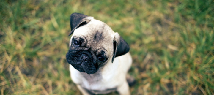Fondo de pantalla Cute Pug On Grass 720x320