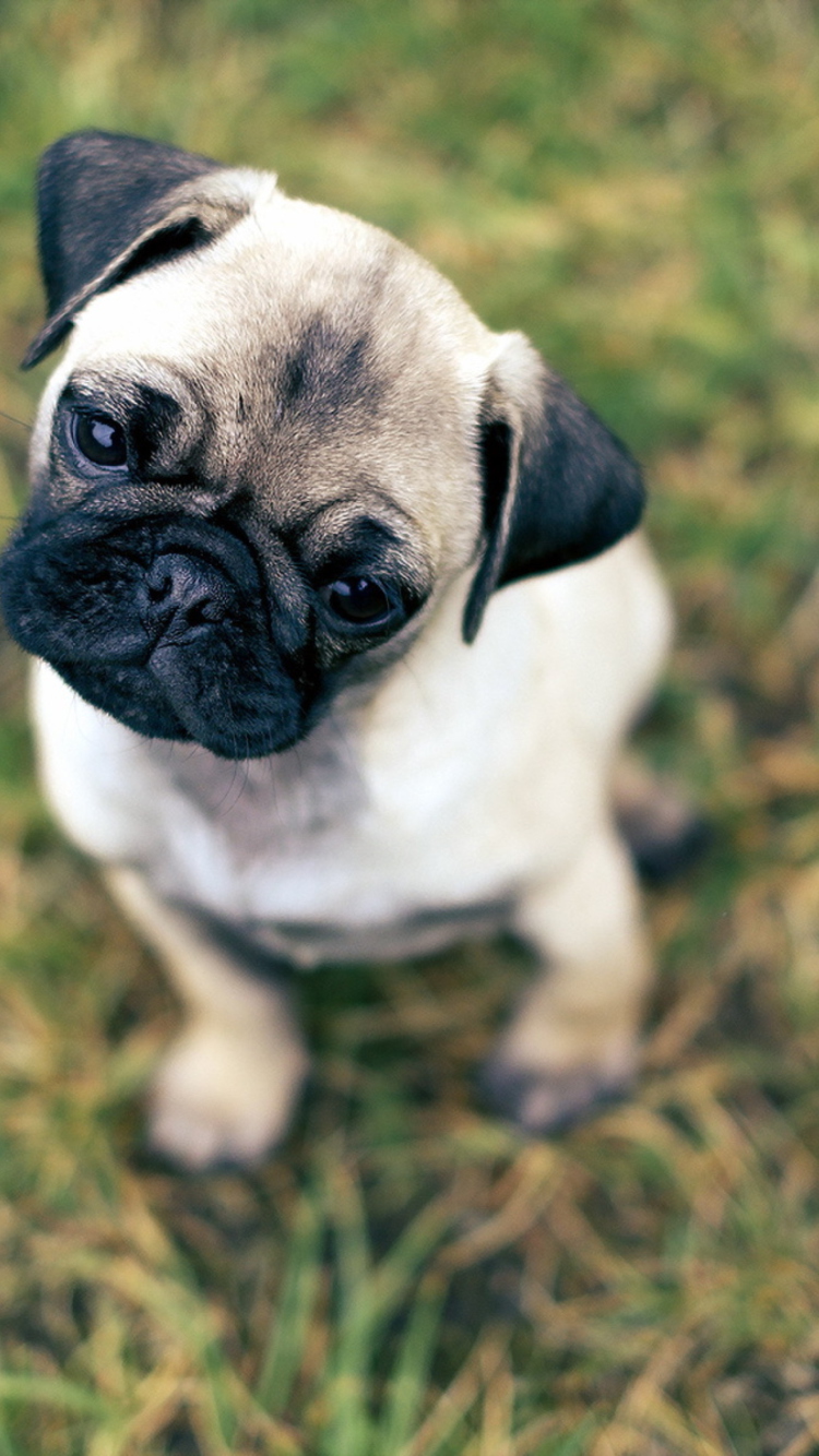 Fondo de pantalla Cute Pug On Grass 750x1334