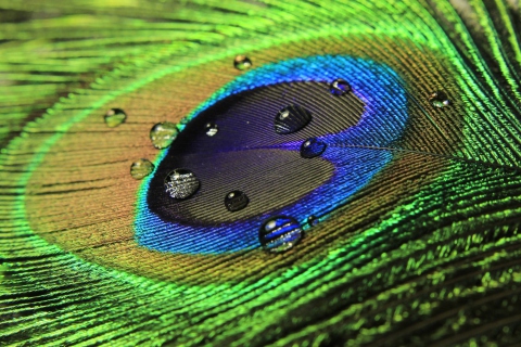 Peacock Feather screenshot #1 480x320