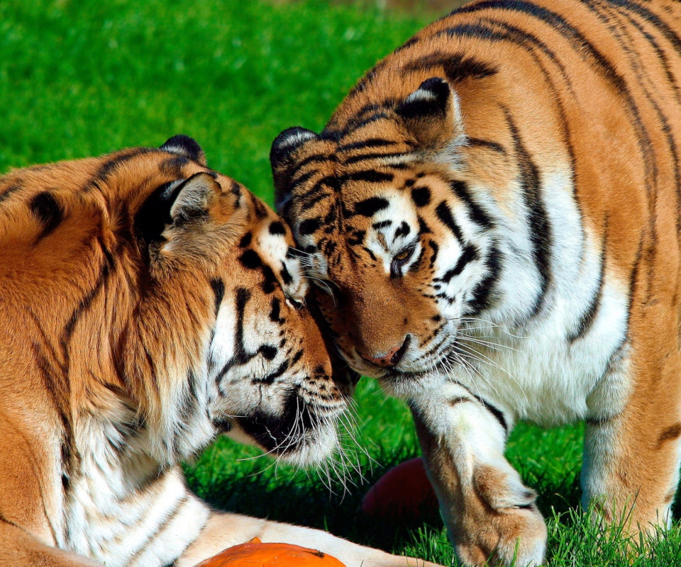 Amur Tigers screenshot #1 960x800