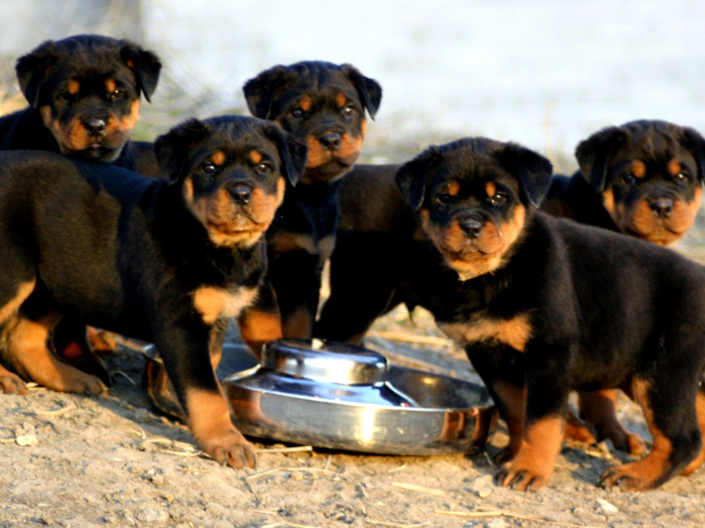 Обои Rottweiler 1024x768