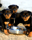 Rottweiler screenshot #1 128x160