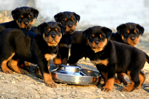 Fondo de pantalla Rottweiler 480x320