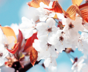 Cherry Flowers screenshot #1 176x144
